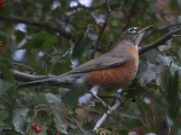 Roodborstlijster [Turdus migratorius]